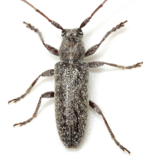 Ataxia hubbardi Fisher, 1924