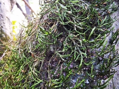 Forsstroemia producta