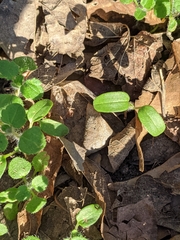 Veronica hederifolia