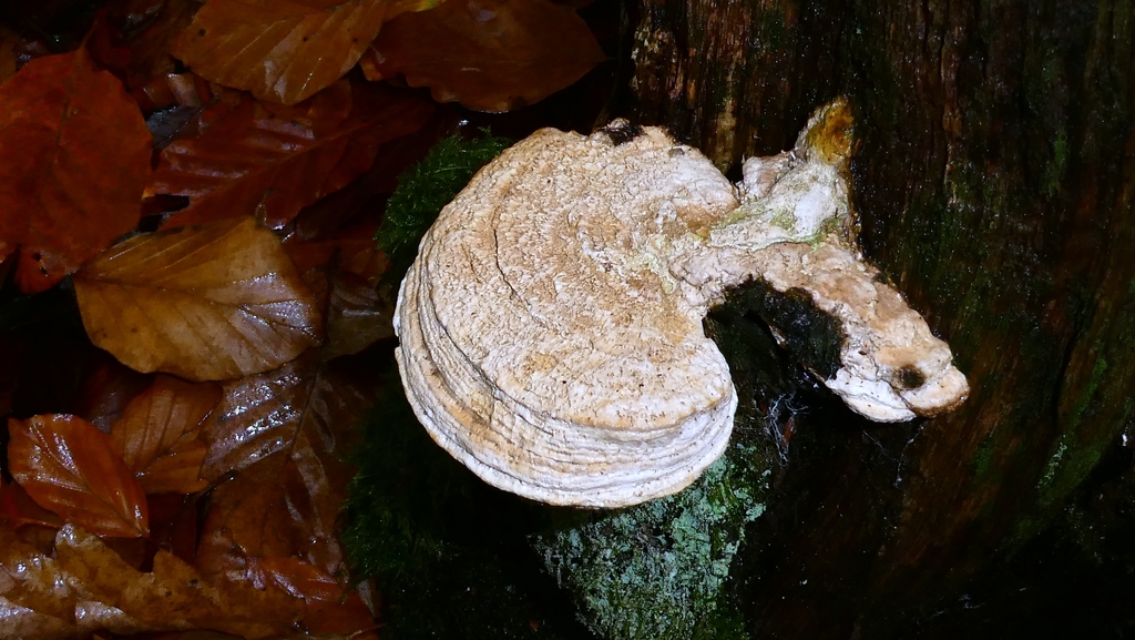 Fomitopsis quercina · November 2025 · photo: © patricklm35 (iNaturalist, cc0)