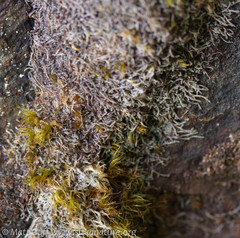 Marsupella apiculata