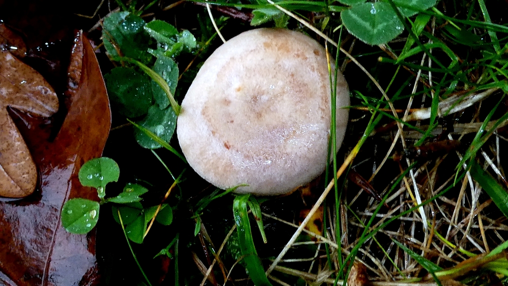 Lactarius glyciosmus