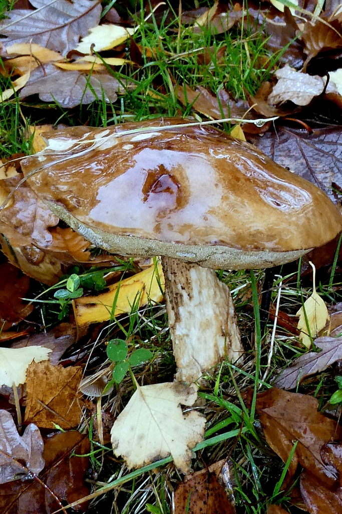 Leccinum scabrum · November 2025 · photo: © patricklm35 (iNaturalist, cc0)