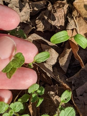 Veronica hederifolia