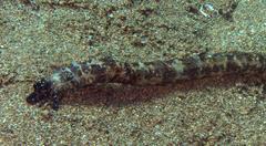 Opheodesoma serpentina