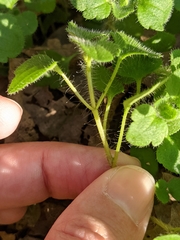 Veronica hederifolia