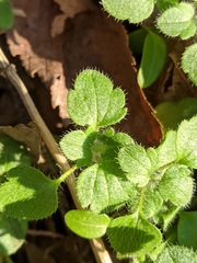 Veronica hederifolia