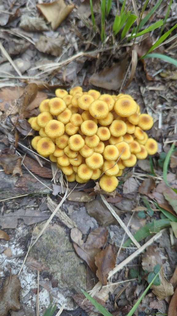 Desarmillaria caespitosa · November 2025 · photo: © miketilley (iNaturalist, cc-by)
