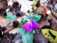 Justicia hintoniorum