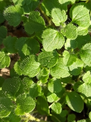 Veronica hederifolia