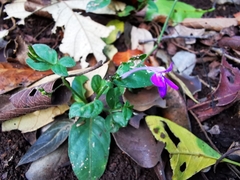 Justicia hintoniorum