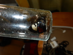 Psychomorpha epimenis