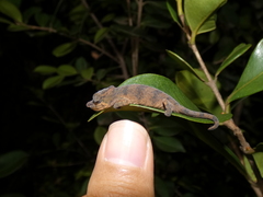 Calumma nasutum