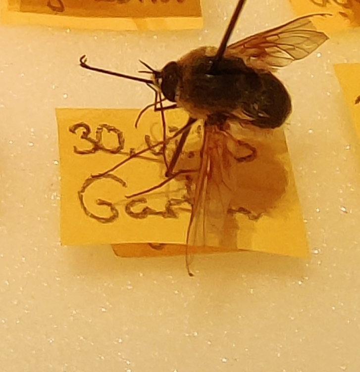 Bombylius semifuscus