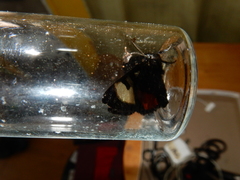 Psychomorpha epimenis