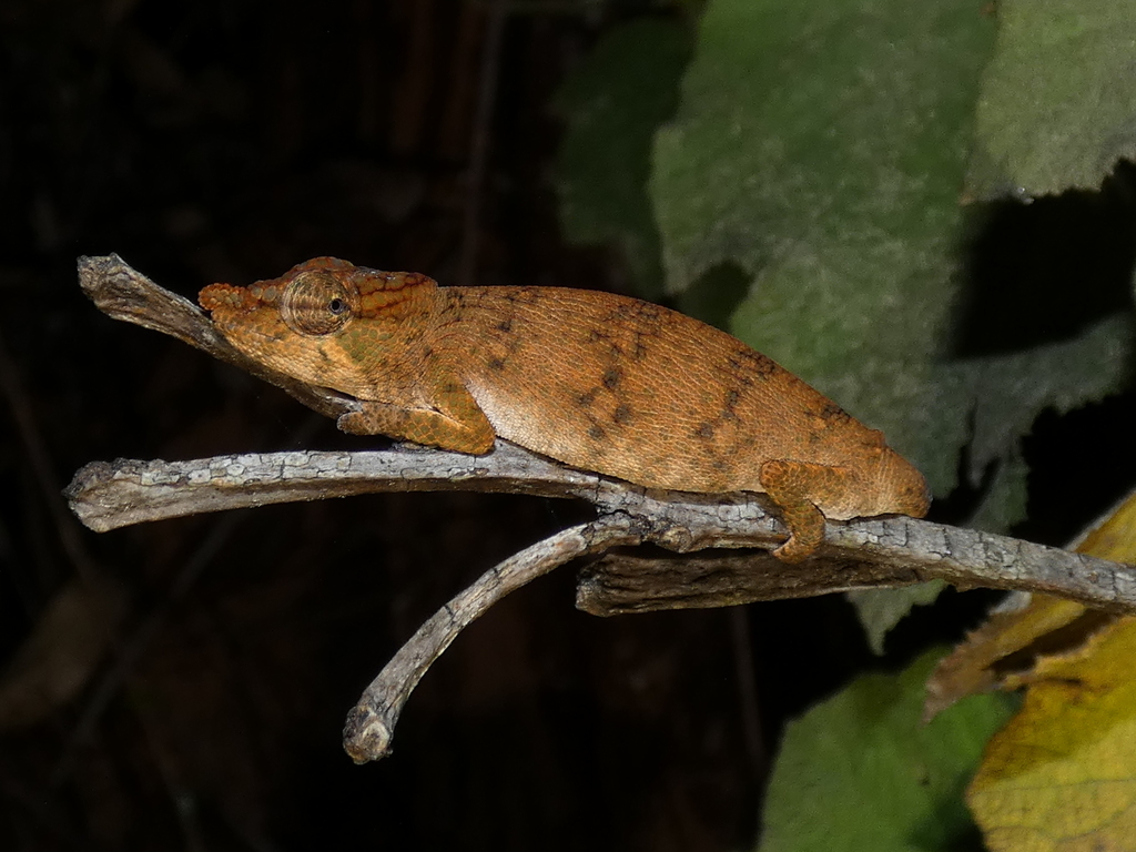 Angozongahy Nosed Chameleon