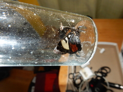 Psychomorpha epimenis