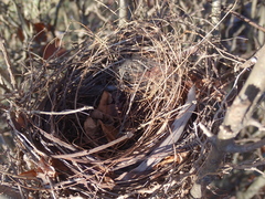Cardinalis cardinalis