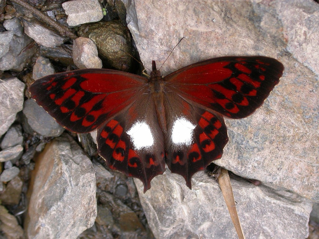 White-patched Lasio