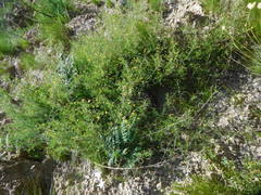 Aspalathus bracteata