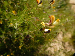 Aspalathus bracteata