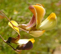 Aspalathus bracteata