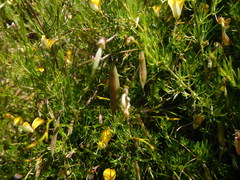 Aspalathus bracteata