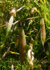 Aspalathus bracteata