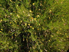 Aspalathus bracteata