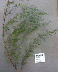 Aspalathus bracteata