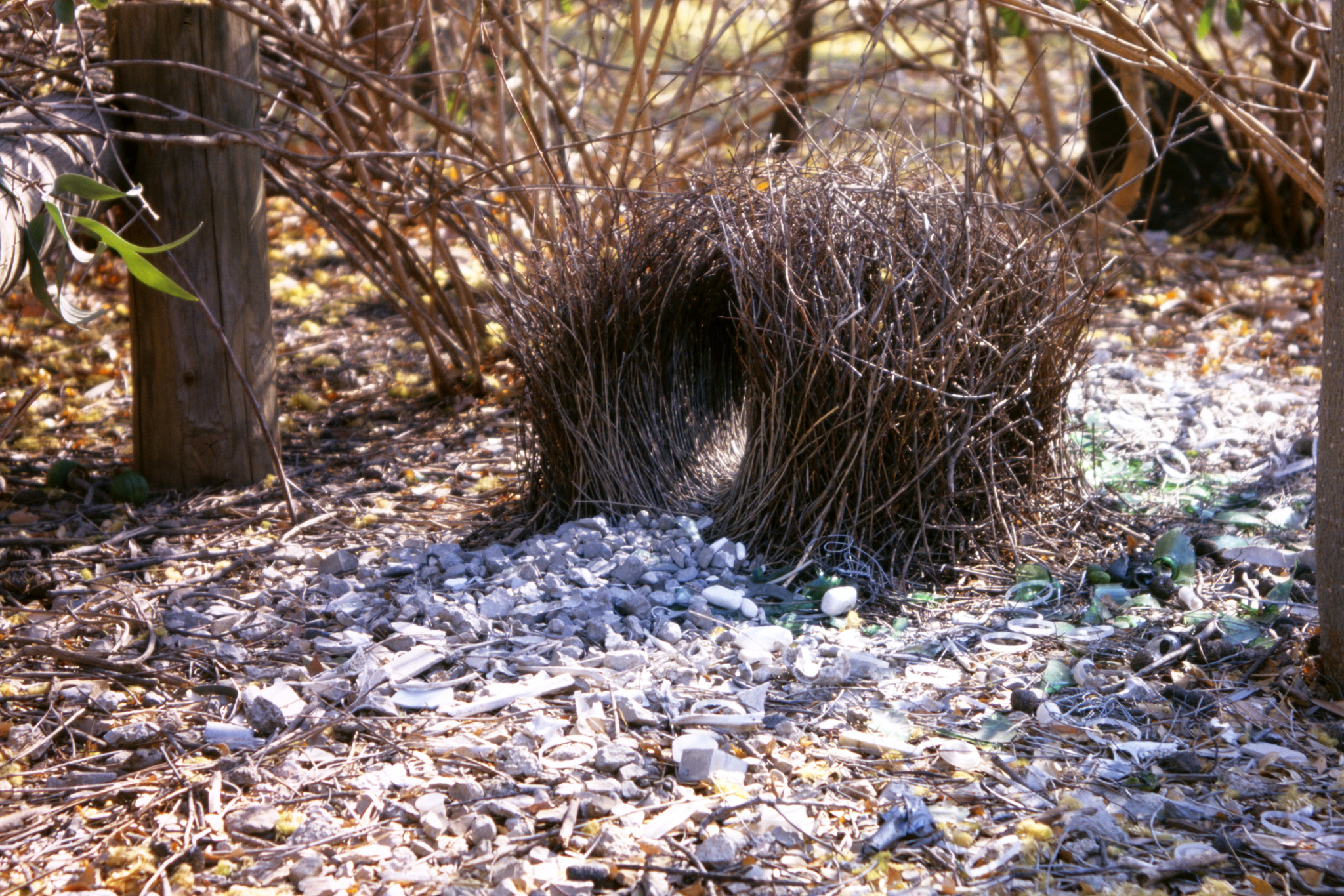 Great Bowerbird illustration