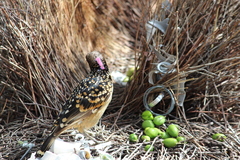 Chlamydera guttata