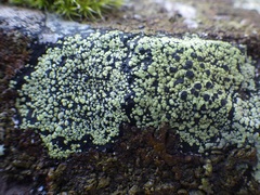 Rhizocarpon geographicum