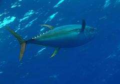Thunnus albacares
