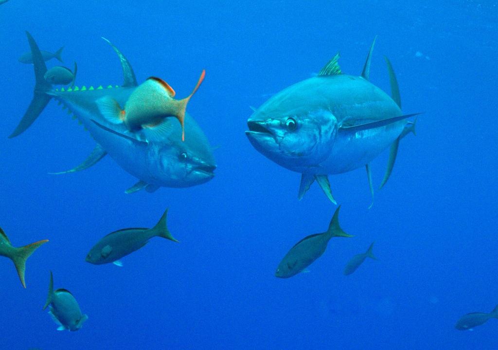 Bluefin and Yellowfin Tunas