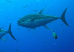 Thunnus albacares