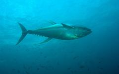 Thunnus albacares