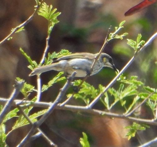 Streak-breasted Honeyeater (Meliphaga reticulata), photo 8