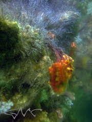 Pyura gibbosa