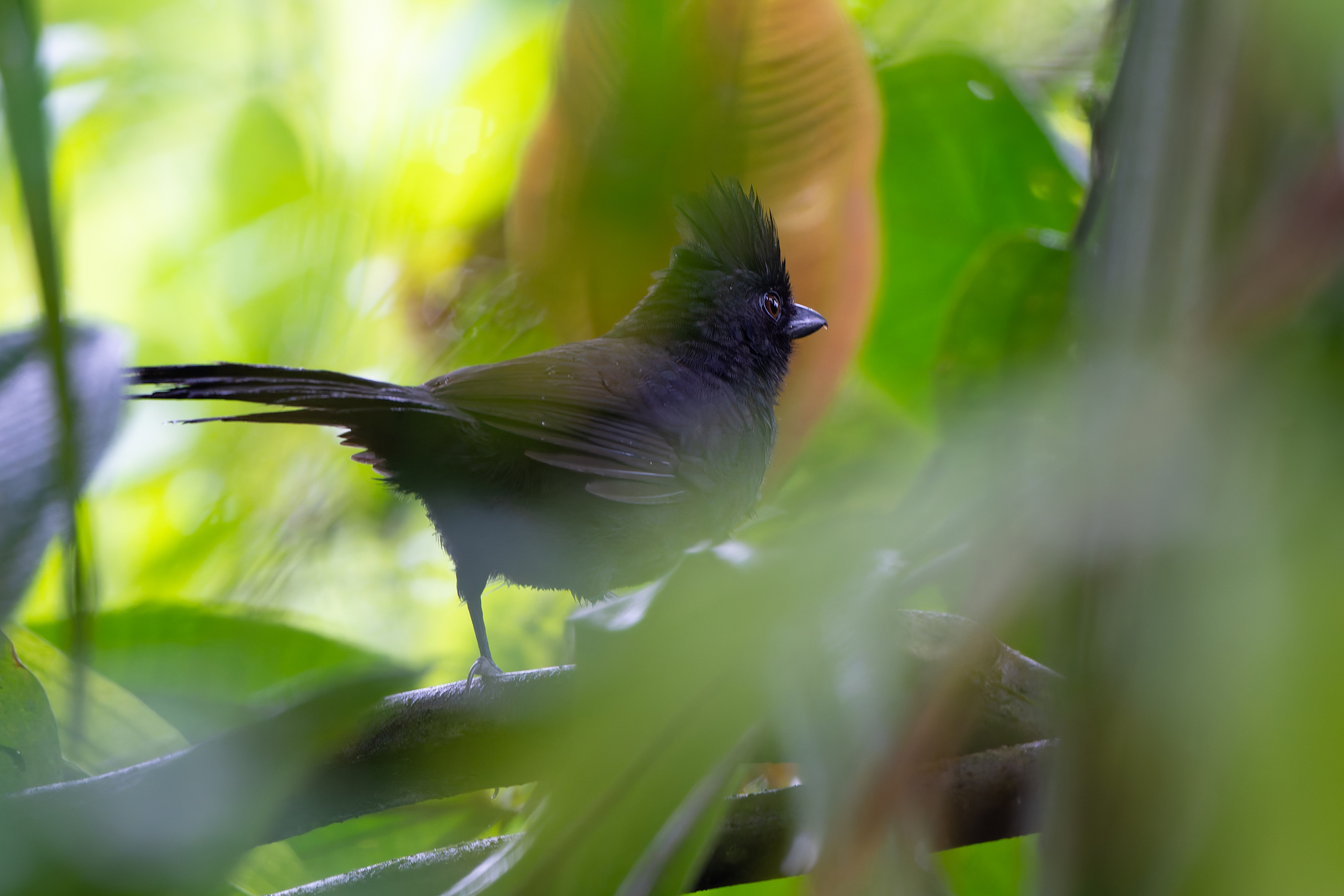 Tufted Antshrike (Mackenziaena severa), photo 9
