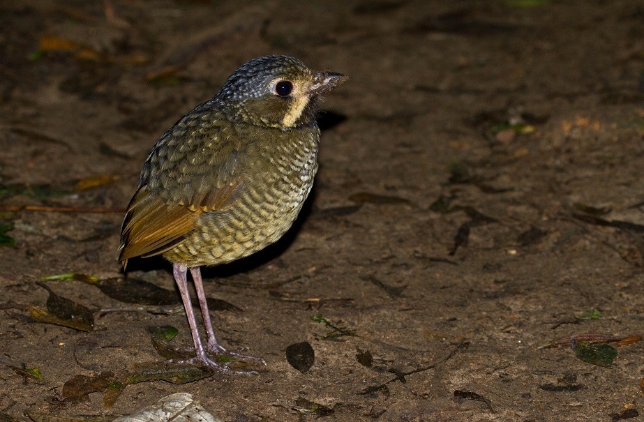 Variegated Antpitta (Grallaria varia) photo