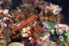Helcogramma striata