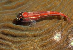Helcogramma striata