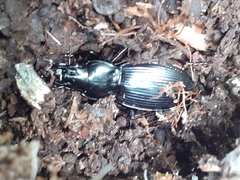 Plocamostethus planiusculus