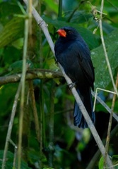 Saltator fuliginosus