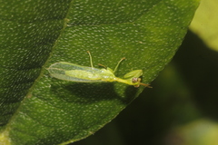 Zeugomantispa minuta