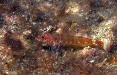 Crocodilichthys gracilis