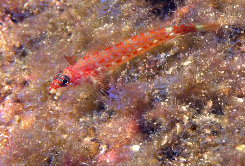 Lizard Triplefin