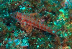 Lepidonectes corallicola