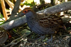 Odontophorus capueira